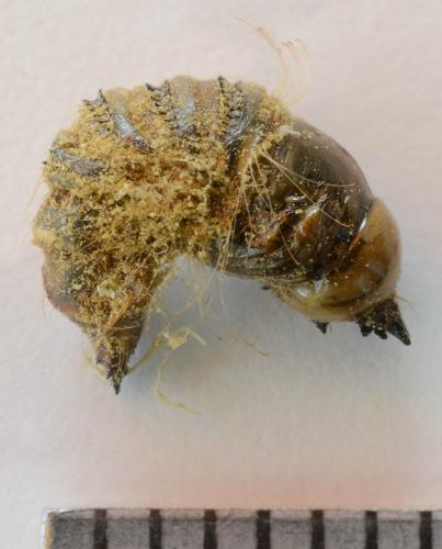 Anthrax sp.